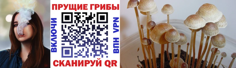 что такое   Юрьевец  Галлюциногенные грибы мицелий 